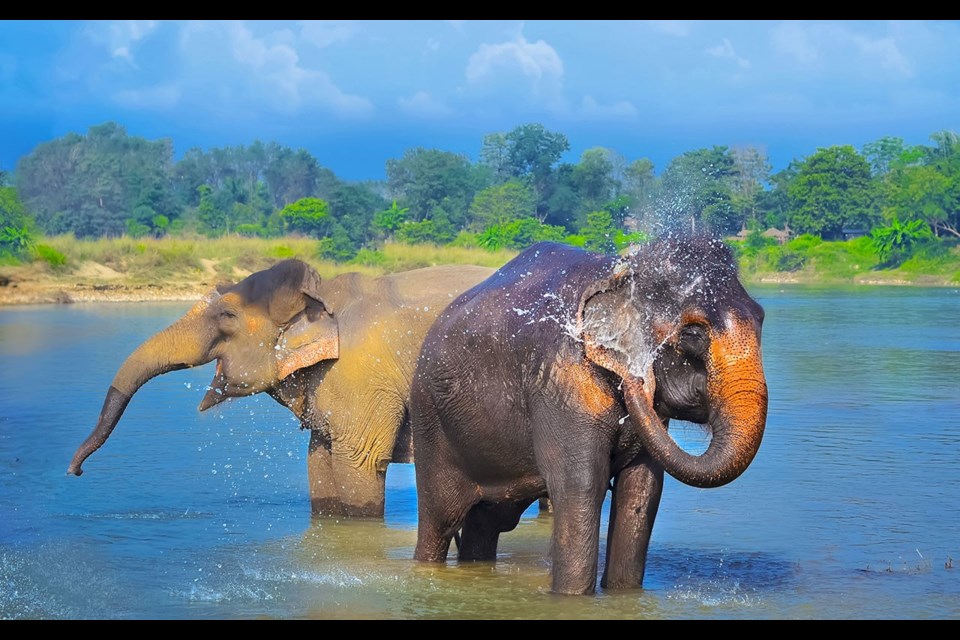 Asian elephants blowing water out of his trunk in Chitwan N.P. Nepal. <a href="http://shutterstock.com">shutterstock.com</a>