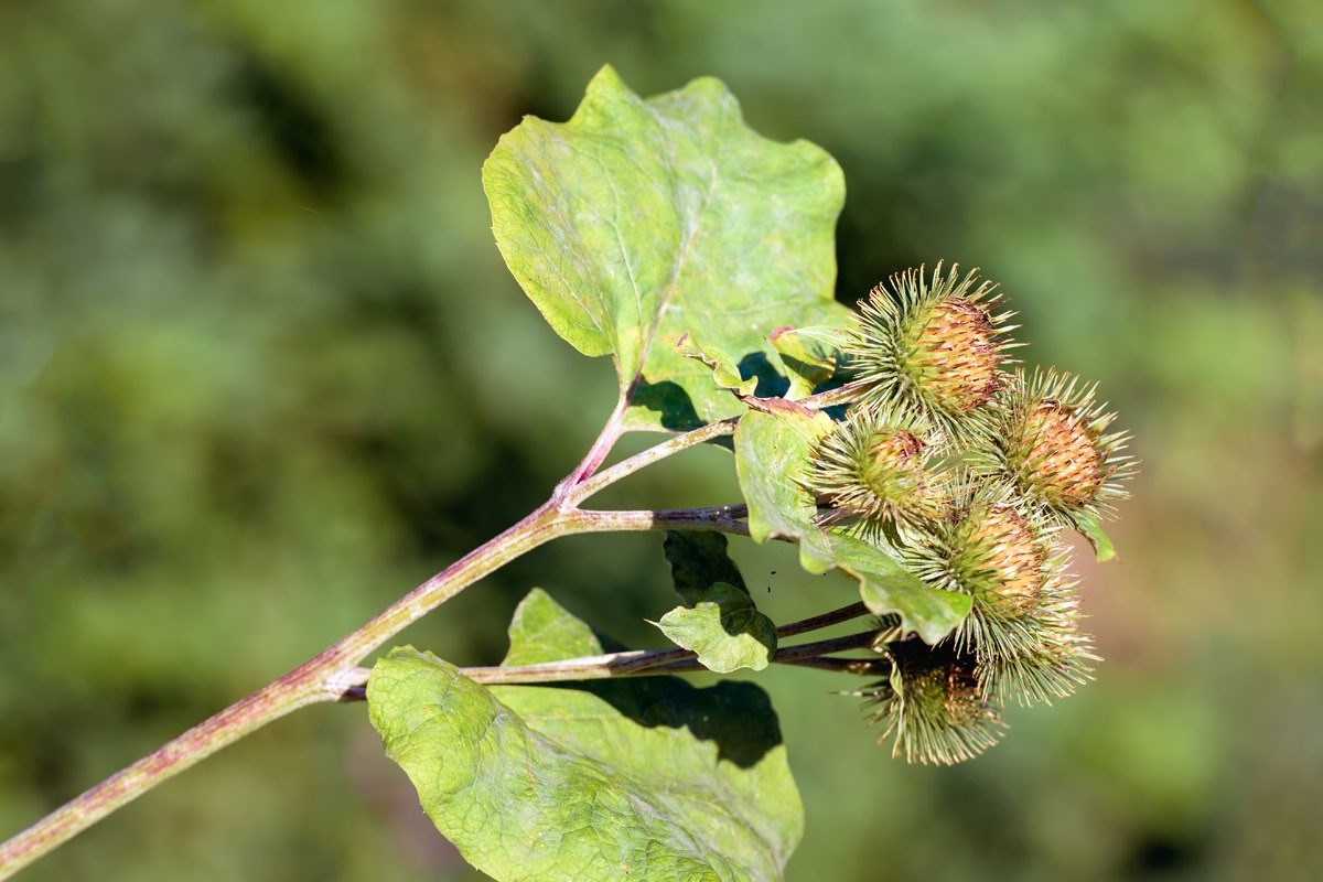 Burdock, an invasive weed with sticky burs, has many uses.