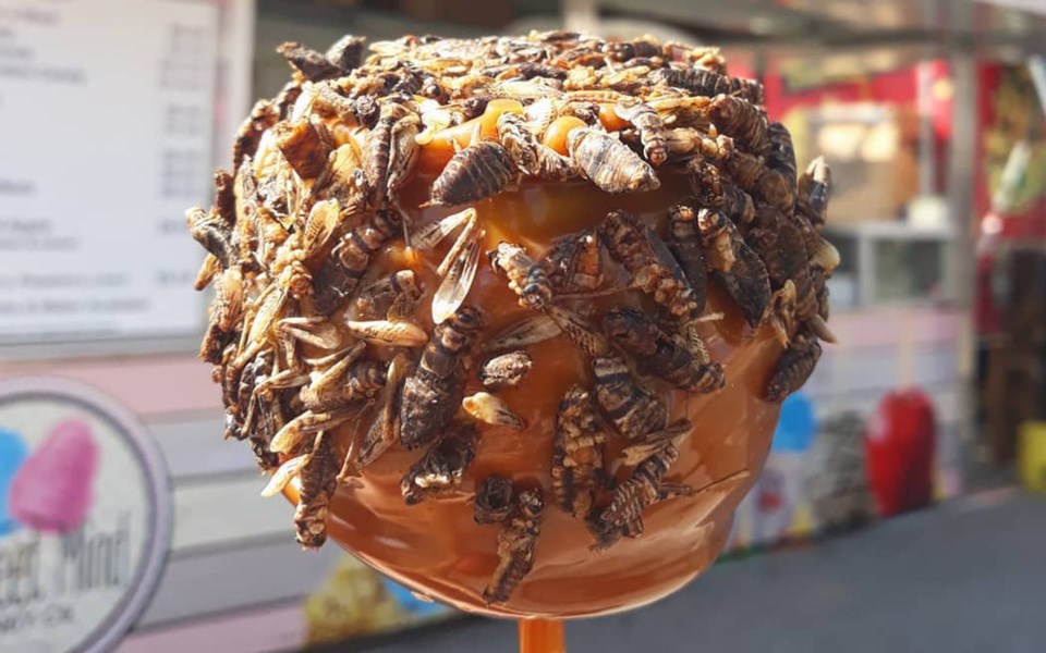 fd-glenda-caramel-apple-2533-courtesy-of-pne