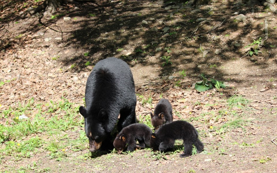 bear-killed-in-creekside-web-2542-shutterstock