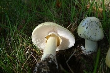 death_cap_amanita_phalloides_pk6815_f22111_2_