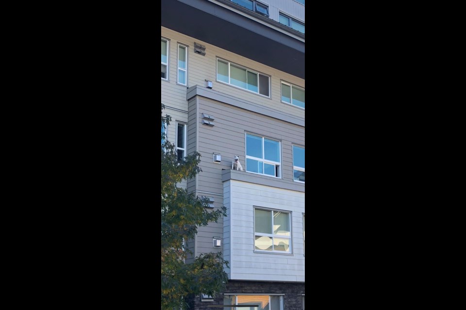 FREE SOLO Bystanders had to leap into action to save a Squamish dog trapped on the ledge of an apartment building. Photo submitted