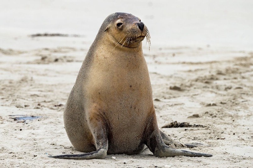 sea_lion