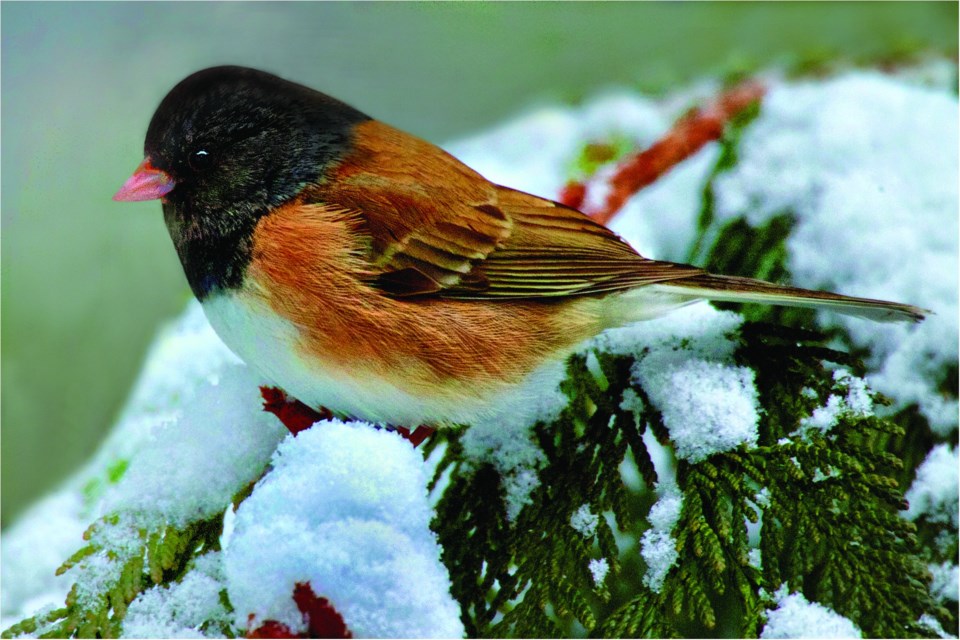 n-naturespeak_junco_by_liz_barrett_25