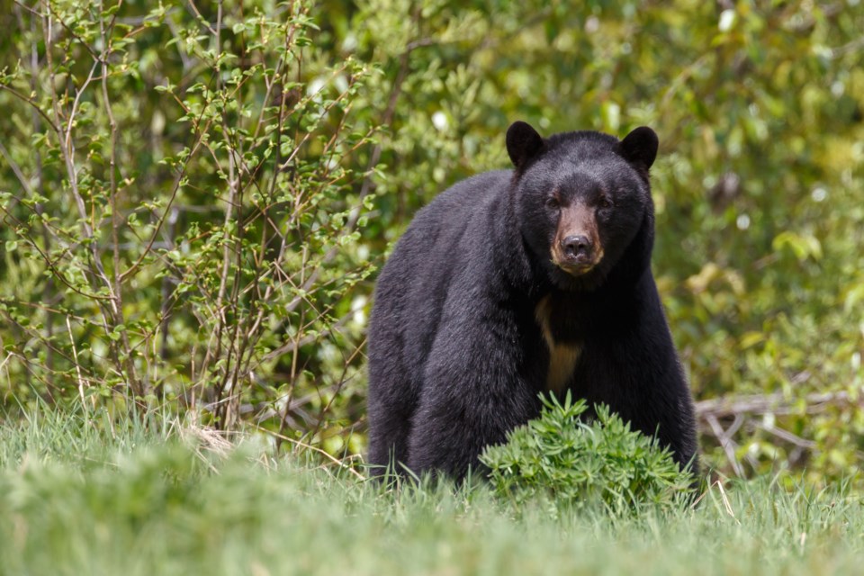 n-bear_feeding_2552_shutterstock