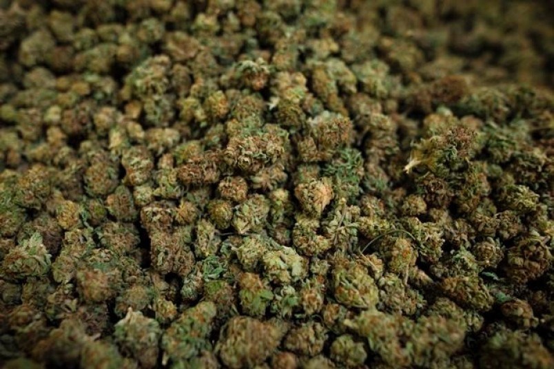 cannabis_cp