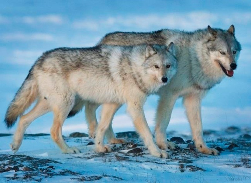 cpt117531058-jpg_wolves_