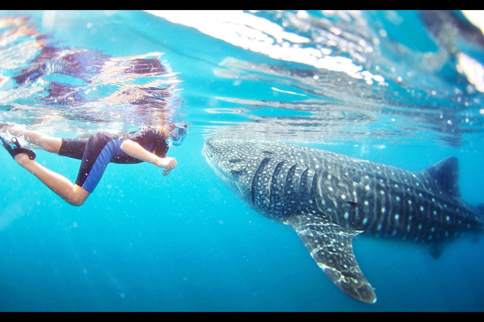 Baja Charters takes groups out to swim with whale sharks, the largest fish on the planet, in the Sea of Cortez. Photo by Steve McNaull