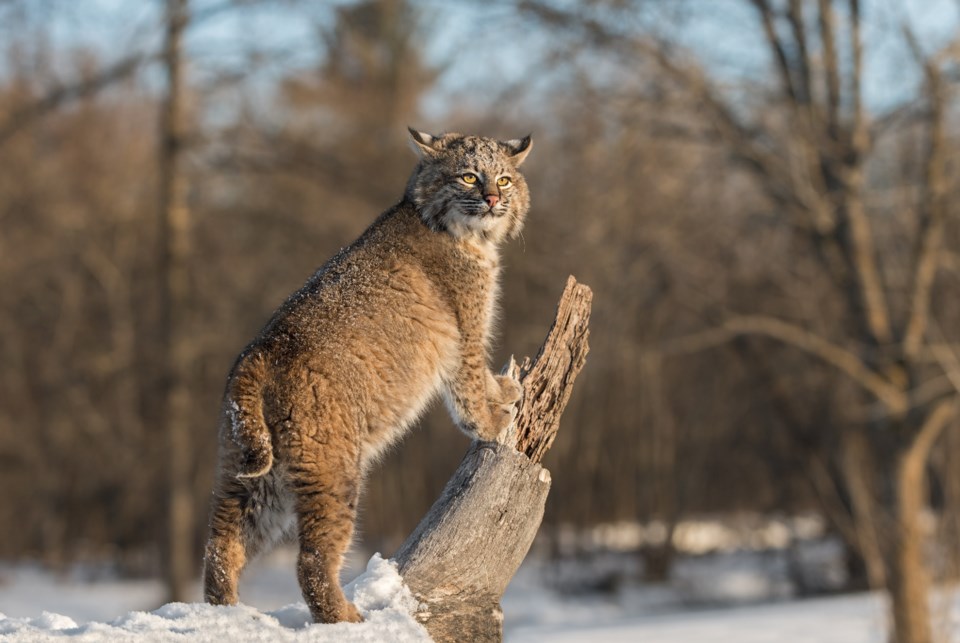 n-bobcat_sighting_2608_shutterstock