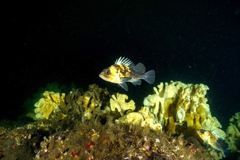 sponge-reefs