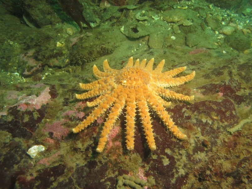 d5-1030-seastar-clr-jpg