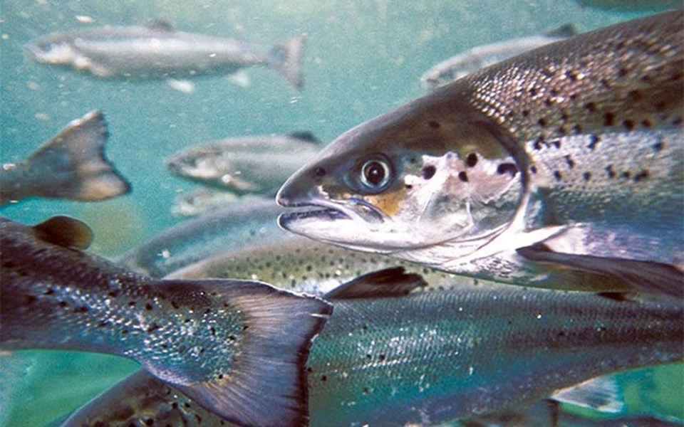 atlantic-farmed-salmon-web