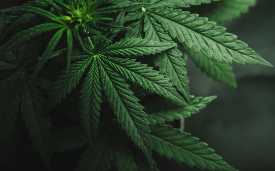 pot-web