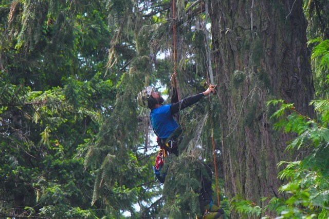 CANOPY CONNECTIONS Matthew Beatty of Expedition Old Growth climbs a 700-year-old Douglas fir on the Centennial Trail in Whistler as part of BioBlitz. He was investigating the ecosystem of the tree's canopy. Photo by Matt Turner