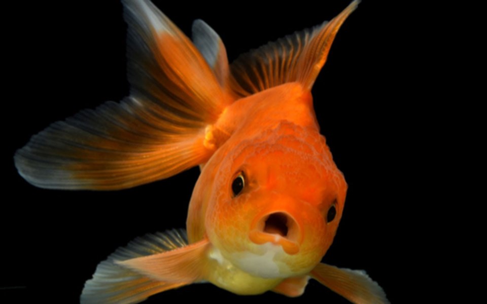 goldfish