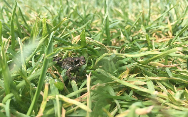 tiny-toad-lost-lake-august-2018