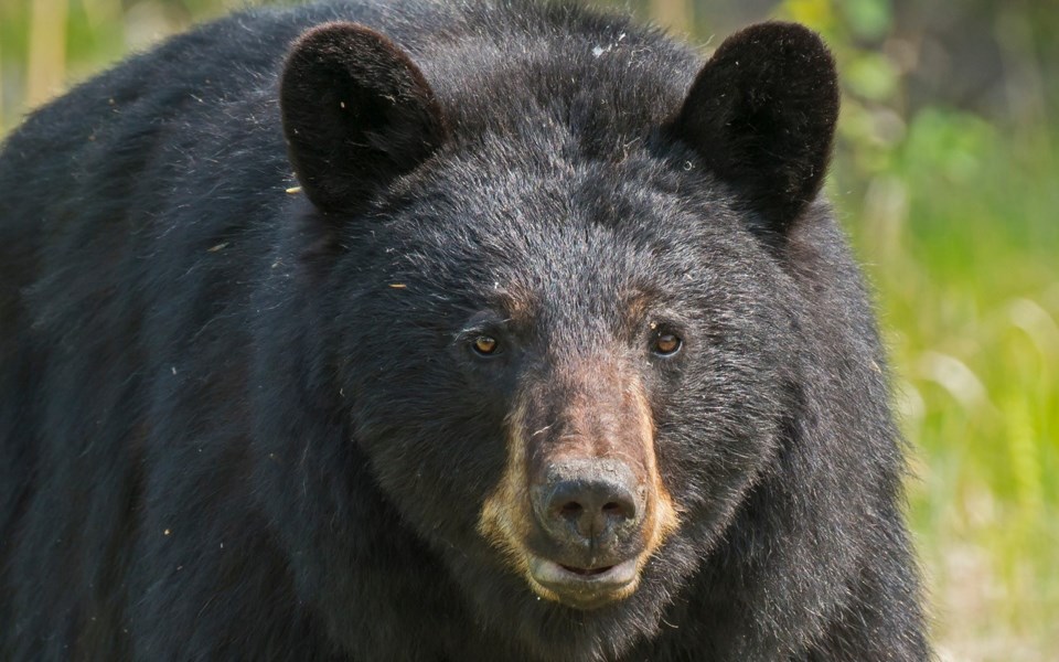 news_whistler_black_bear_euthanized_via_unsplash