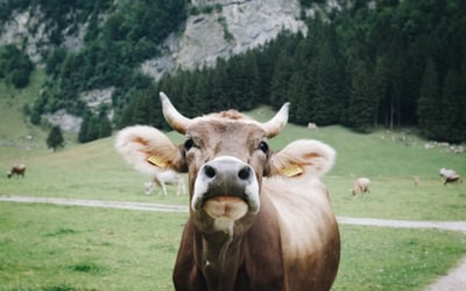 cows