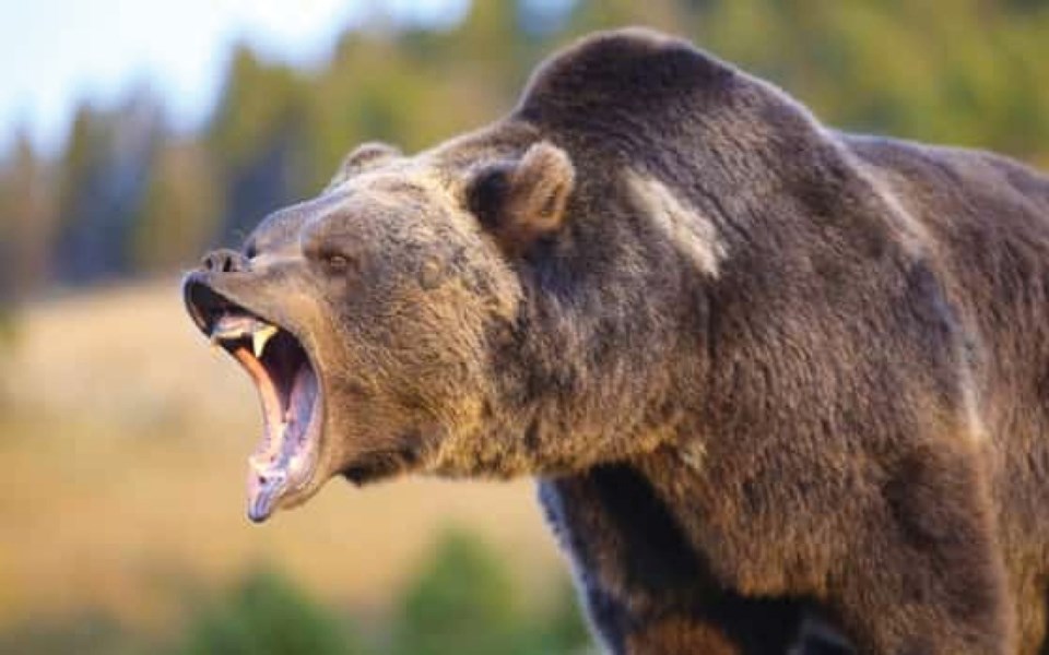 grizzly_bear_roar