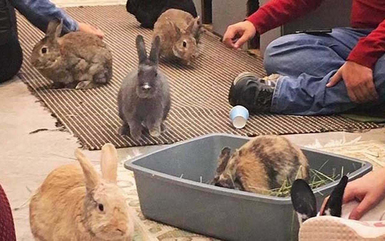 Rabbit shop cage vancouver