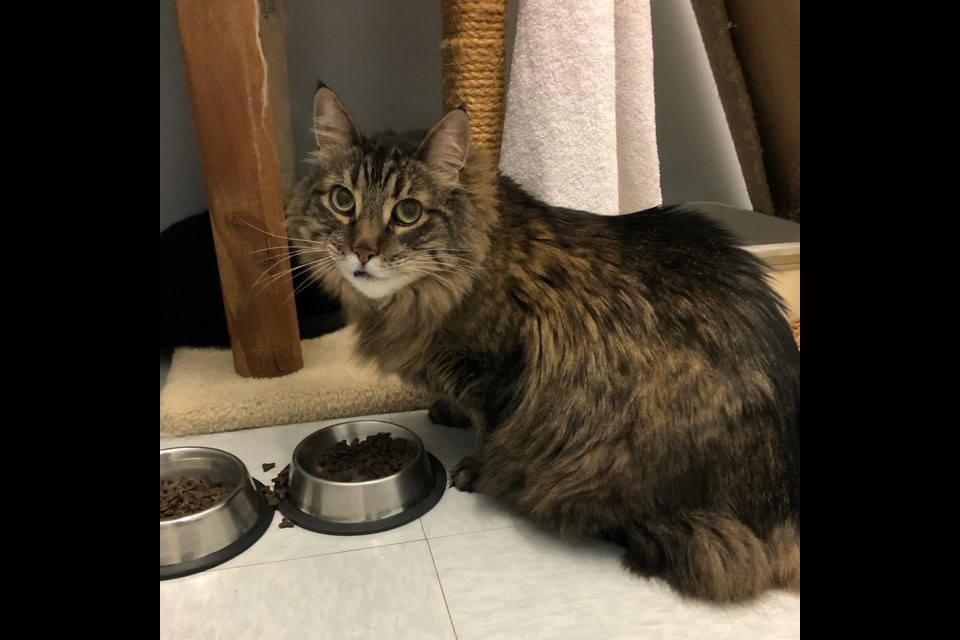 One of two cats that was found in an undersized carrier crate left in a snow bank in Bayshores on Jan. 19. Photo courtesy of Whistler Animals Galore