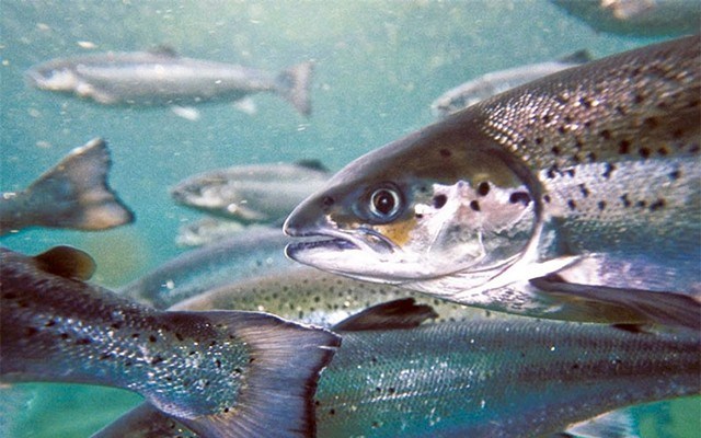 fish_farms_photo_by_marine_harvest_canada