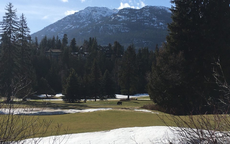 bear_on_golf_course_whistler