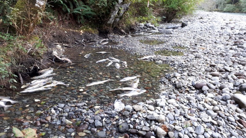 no-compliance-issues-with-bc-hydro-despite-mass-fish-kill-in-squamish-dfo-2