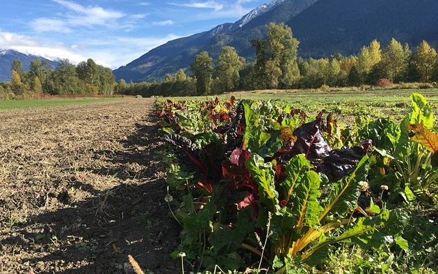 pemberton_farm