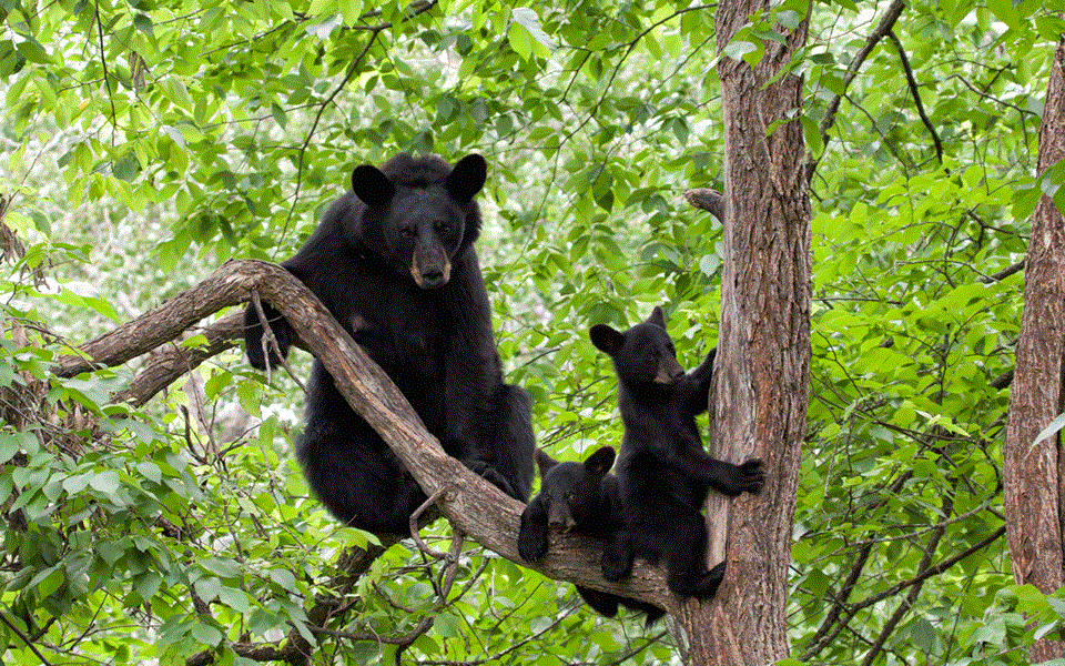black-bears-gettyimages-526552181