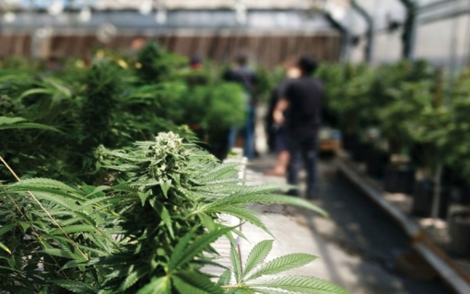 cannabis-greenhouse-1