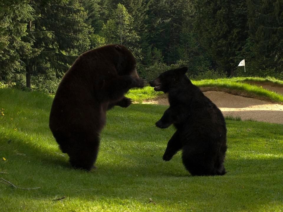 black_bears_whistler_golf_club