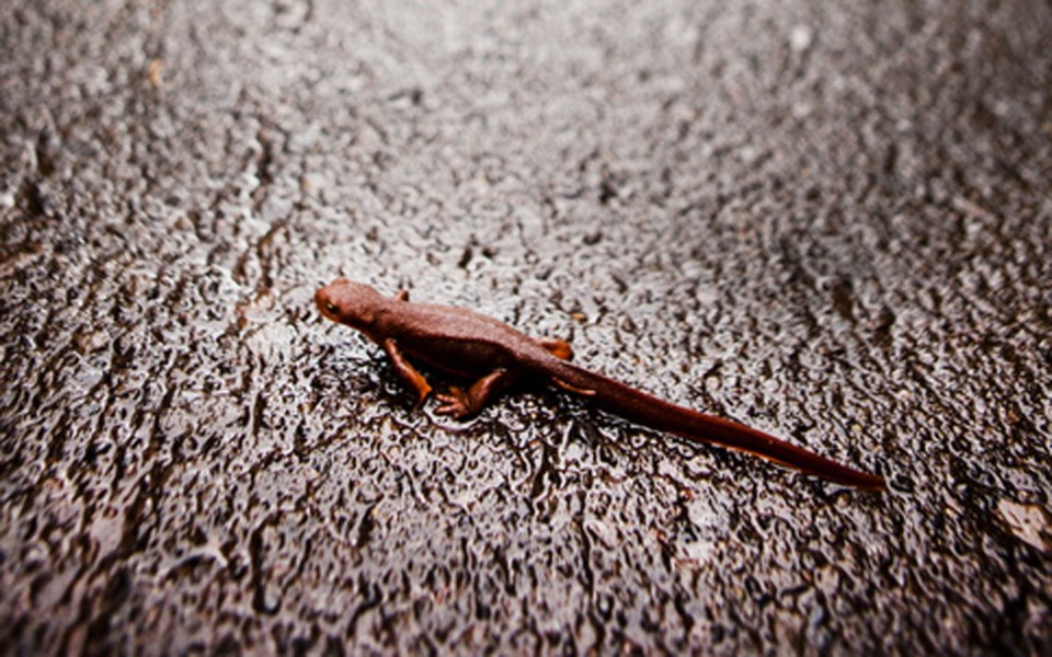 web-salamander