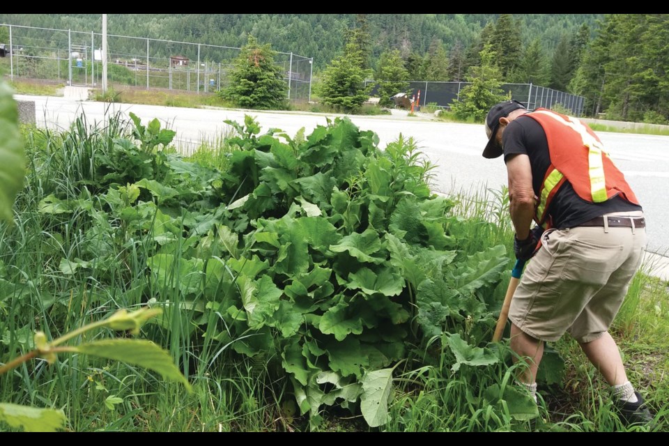 GETTING TO THE ROOT OF IT The author leans into a patch of burdock in Cheakamus Crossing. Photo by Asta Kovanen