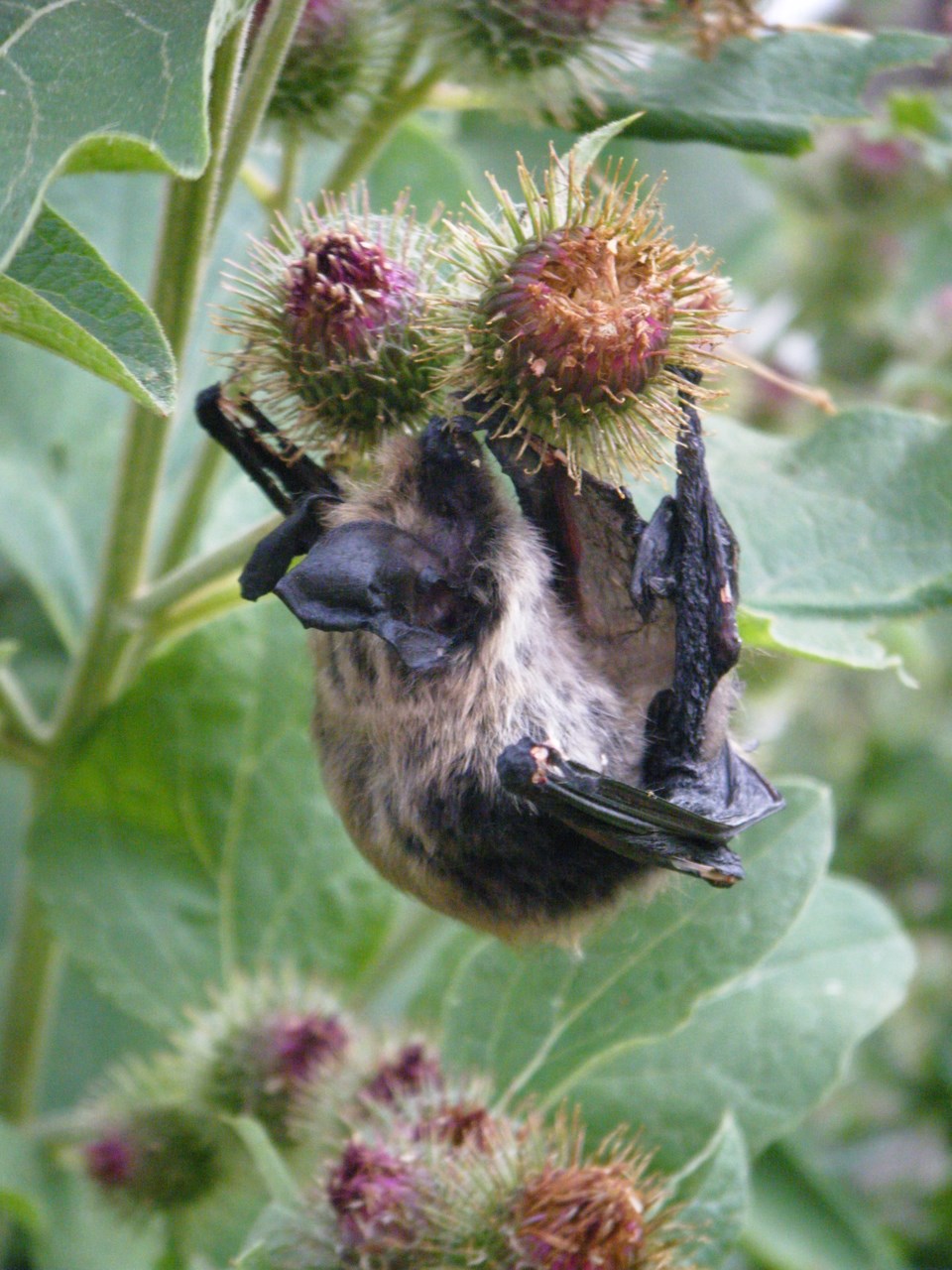 20220819_bat-in-burdock-enderby-area-_m-anions