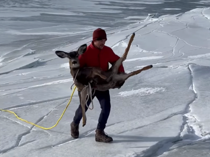 Russell Adams carried one of the fawns up the steep ice covered embankment 