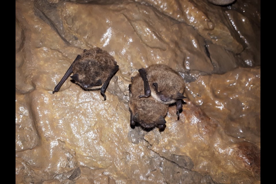 A couple brown bats in hanging out in a cave.