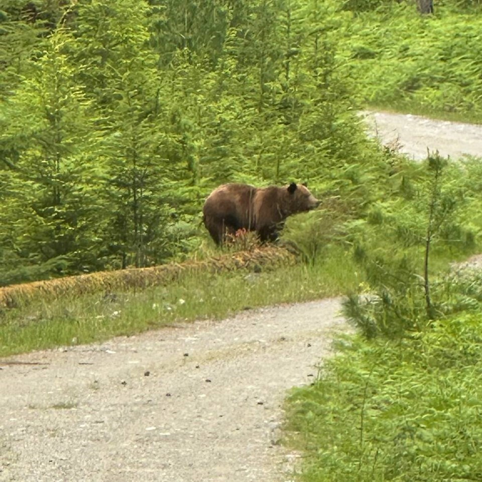 3039_grizzly_texada