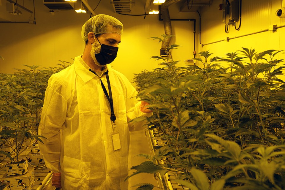 YOUNG CROP: Joe de la Plante, Meridian 125 W vice president, operations and marketing, inspects some of the cannabis products being grown in the company’s Townsite operation. Meridian 125 W received its licence from Health Canada in February and is now testing the growing of crops, to familiarize workers with the new facility, and to determine best practices to grow a superior product.