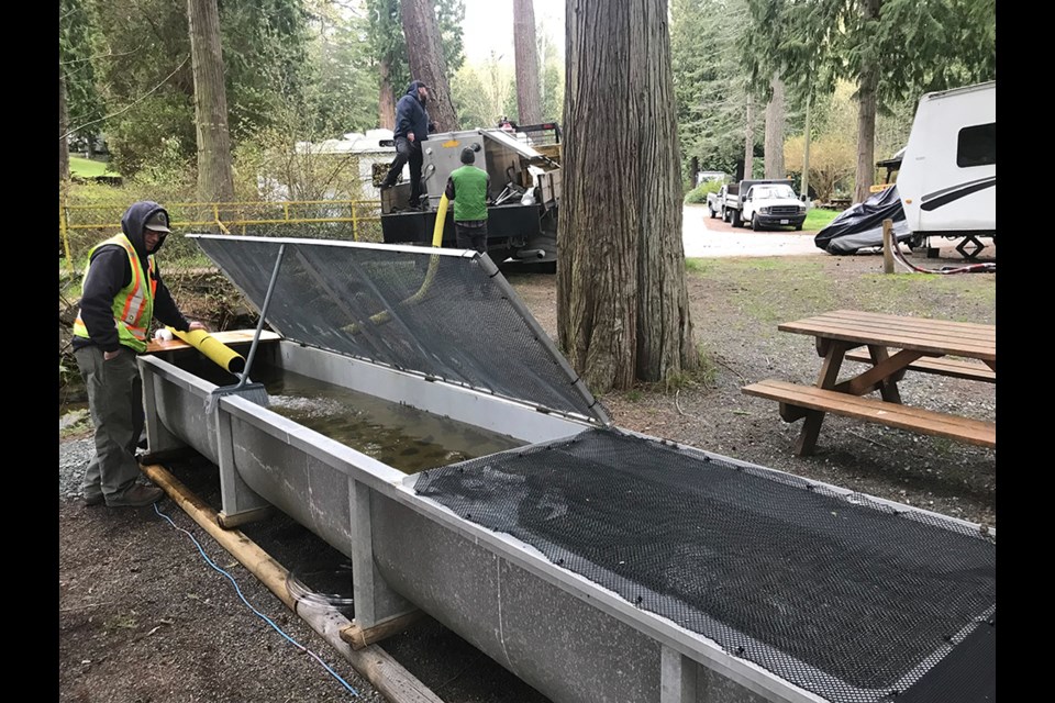 Conservation effort by City of Powell River’s parks department, Powell River Salmon Society and Fisheries and Oceans Canada will imprint 5,500 chum salmon fry in Willingdon Creek