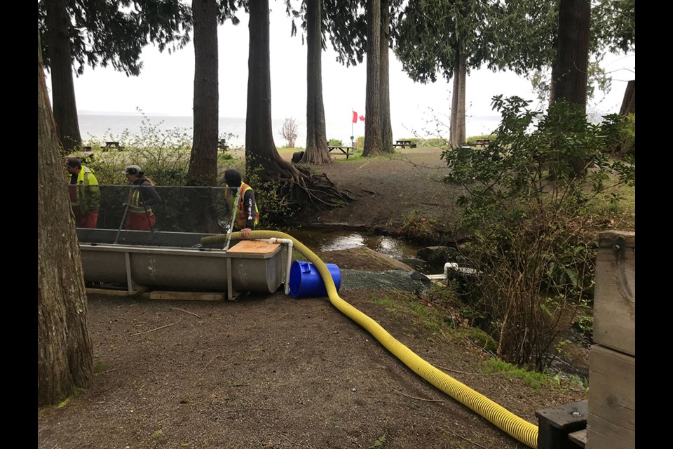 Salmon fry donated by Powell River Salmon Society are being released into Willingdon Creek.