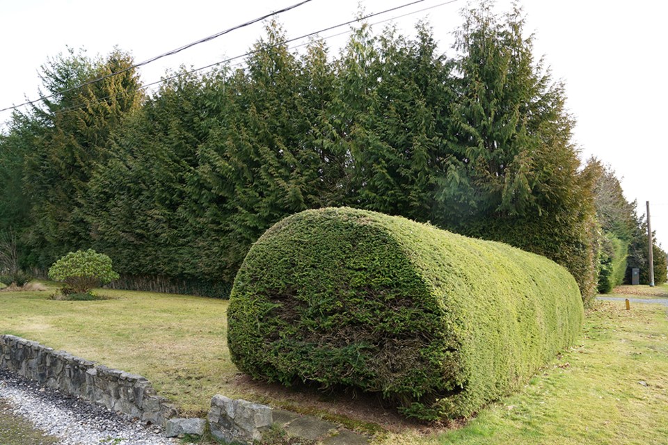 2819_wildwood_hedges