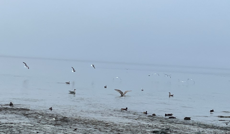 2916_qathet_rain
