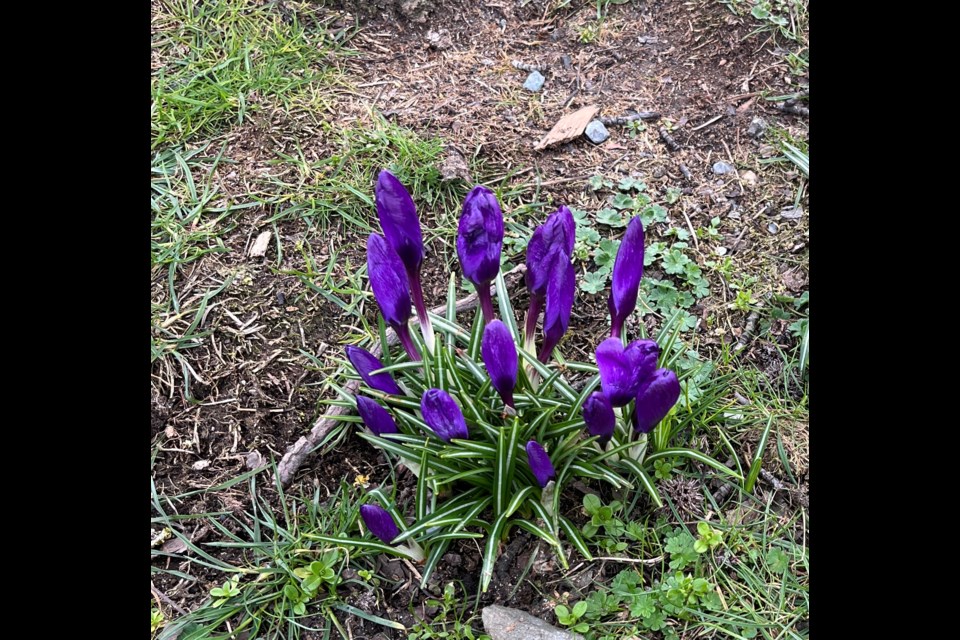 SIGN OF SPRING: Crocuses have been blooming near Willingdon beach this past week.