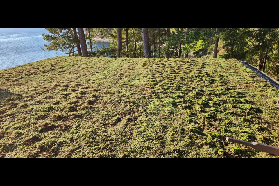 LIVING ARCHITECTURE: A green roof was recently installed on a home south of town.