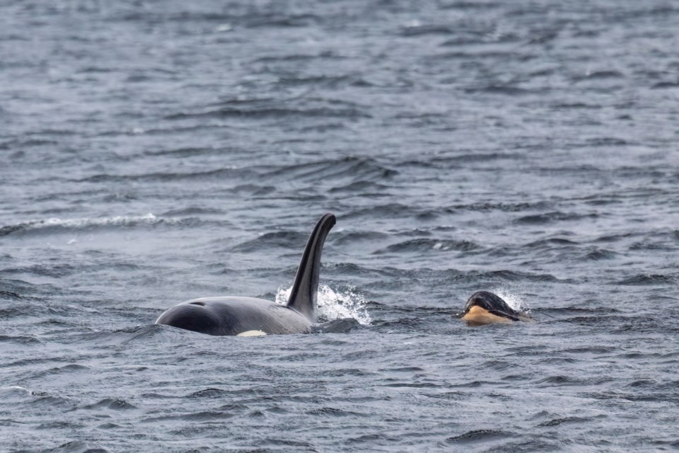 ORCA POD: Photographer Michelle Pennell took photos of a pod of northern resident orca whales from Grief Point on February 29, including an orca mother with her calf.