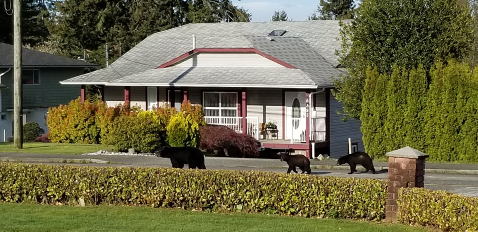 2924_wildwood_bears_2