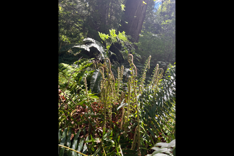 SPRING GROWTH: Folks walking trails around the qathet region can now see edible fern fiddleheads, but the spiny wood or sword fern in the photo above is not a recommended food source.