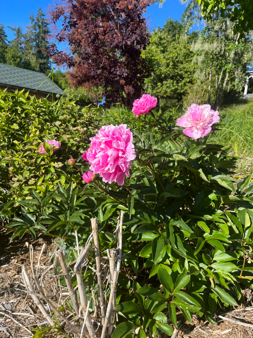 2936_peony