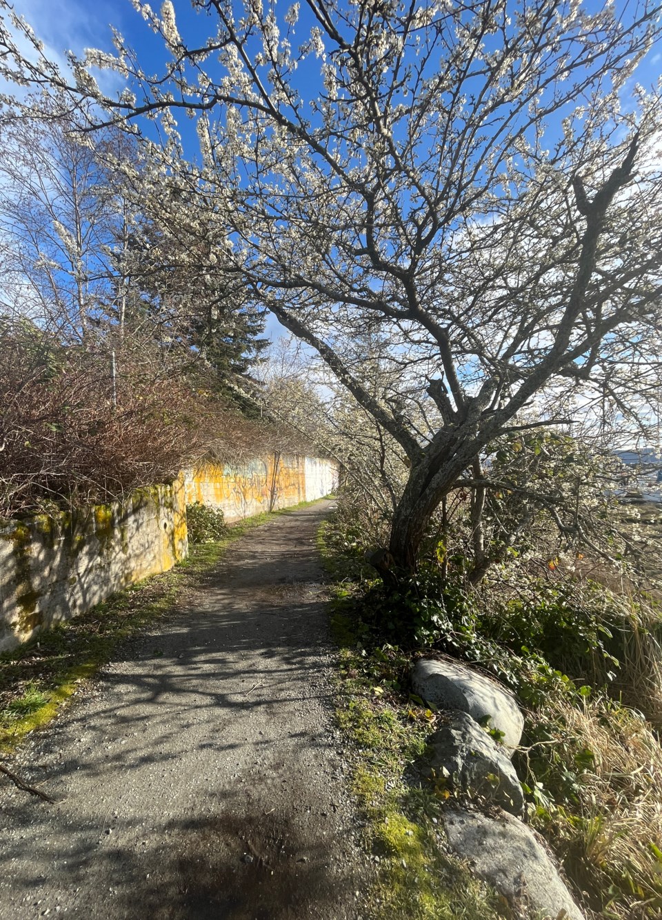 3023_spring_march_20